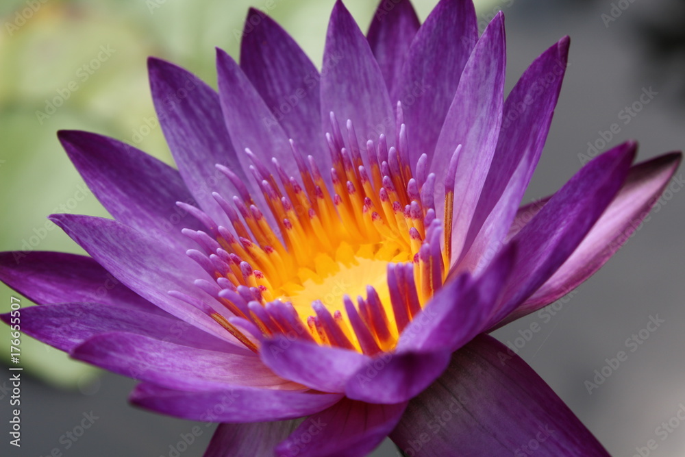 Dark purple tropical water lily in bloom in pond garden. Dark purple tropical water lily in bloom in pond garden.