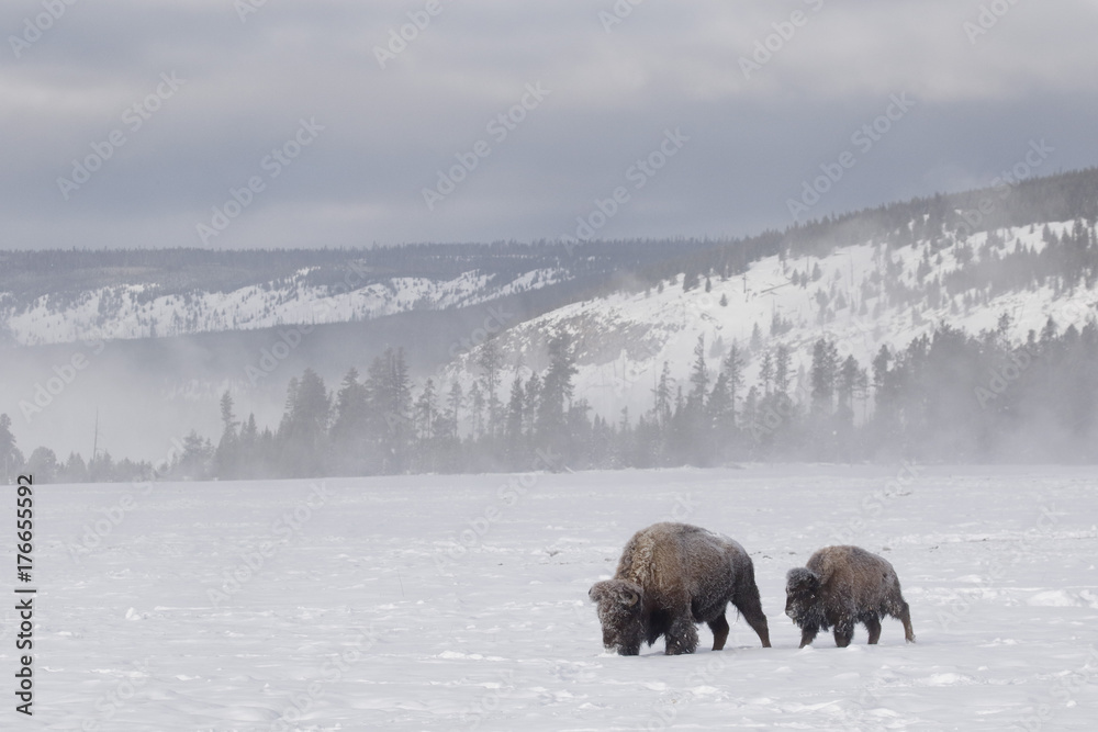 American bison walking in a winter landscape in Yellowstone National Park American bison walking in a winter landscape in Yellowstone National Park