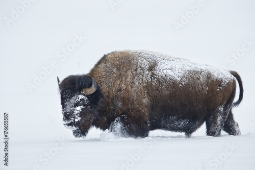 American bison walking in deep white snow in Yellowstone National Park