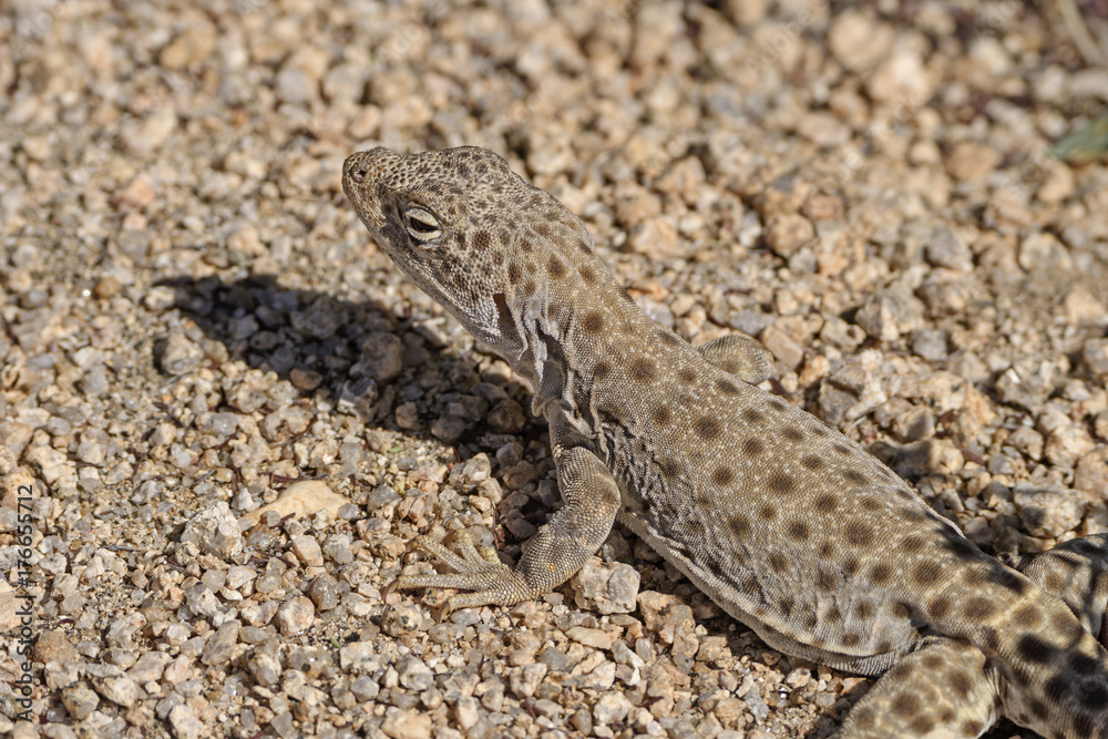 Close up of a Side Blotched Lizard Close up of a Side Blotched Lizard