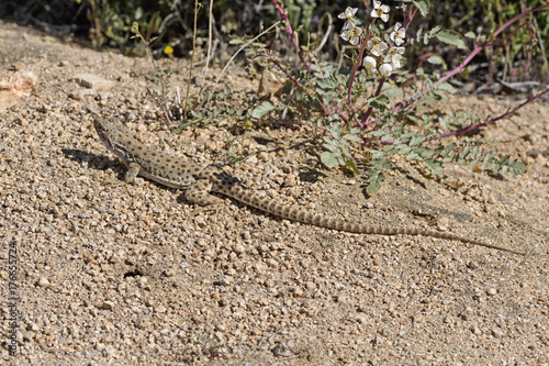 A Side Blotched Lizard on a Desert Trail