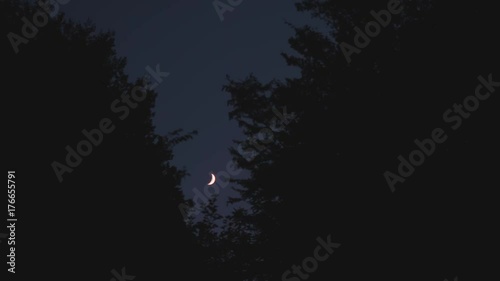 Half moon seen in between tree crown photo