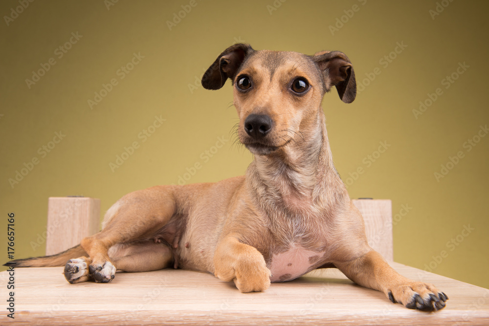 Small cute dog lying down on the wooden desk