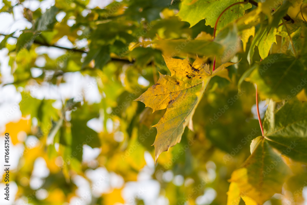 Autumn leave on a tree during sunset Autumn leave on a tree during sunset