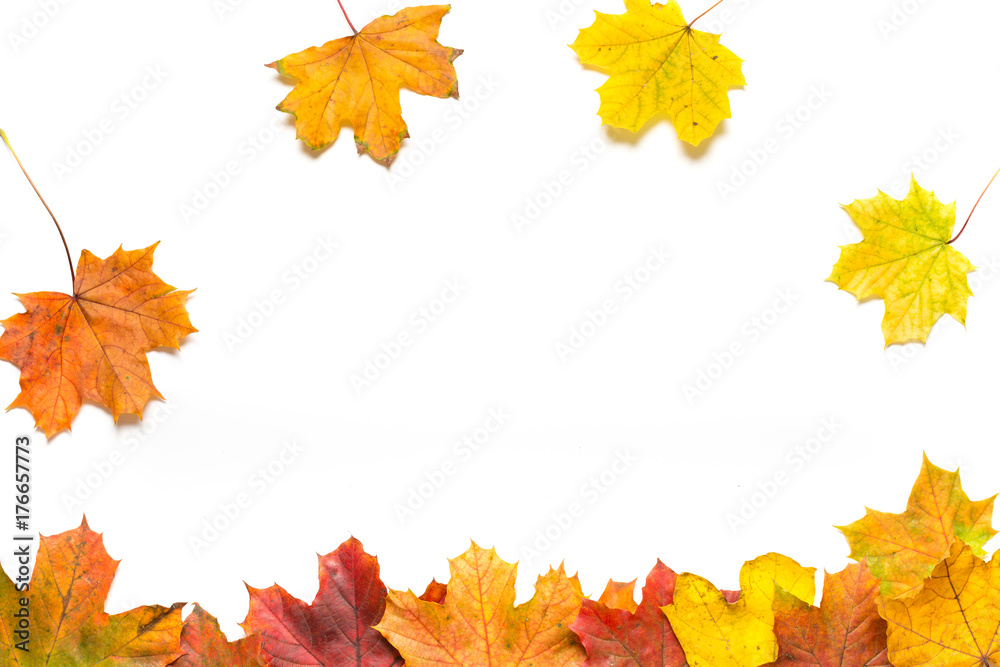 Line of autumn leaves with falling leaves on a white background Line of autumn leaves with falling leaves on a white background