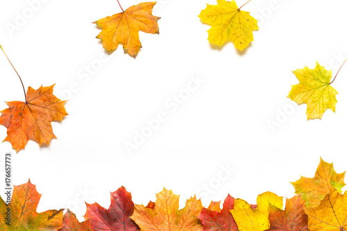 Line of autumn leaves with falling leaves on a white background
