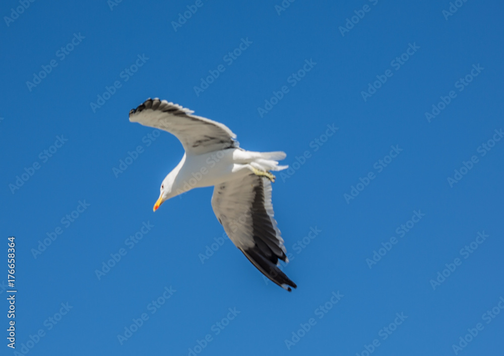 Kelp gull aka Larus dominicanus at the famous Boulders Beach of Simons Town near Cape Town in South Africa Kelp gull aka Larus dominicanus at the famous Boulders Beach of Simons Town near Cape Town in South Africa