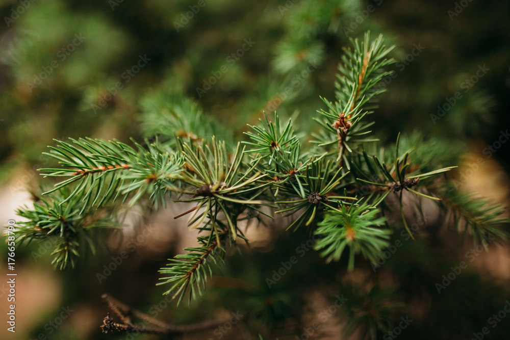 tree background tree background