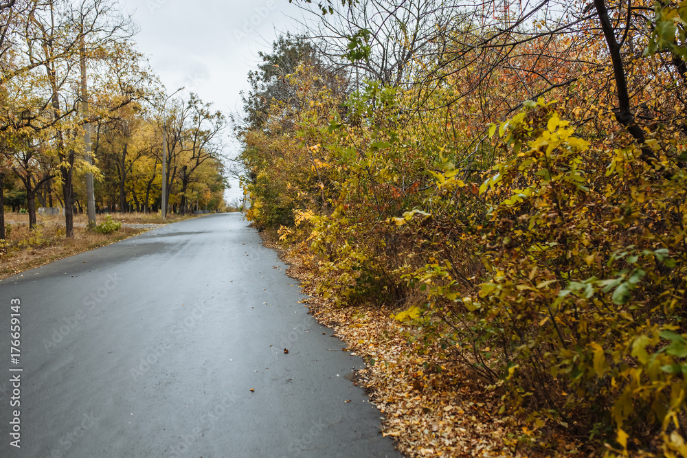 Fototapeta premium background autumn