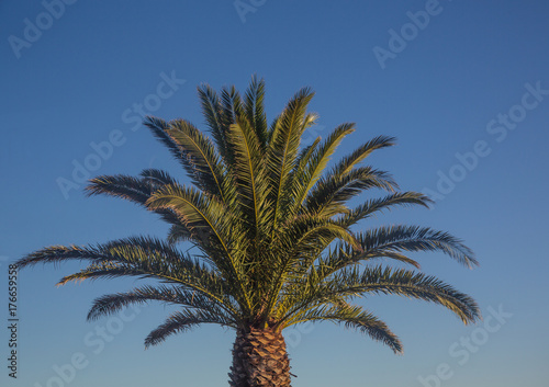 Palm tree in Cape Town in South Africa