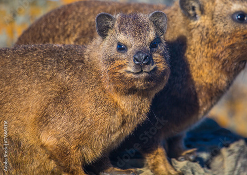 Sun bathing rock hyrax aka Procavia capensis at the Otter Trais at the Indian Ocean