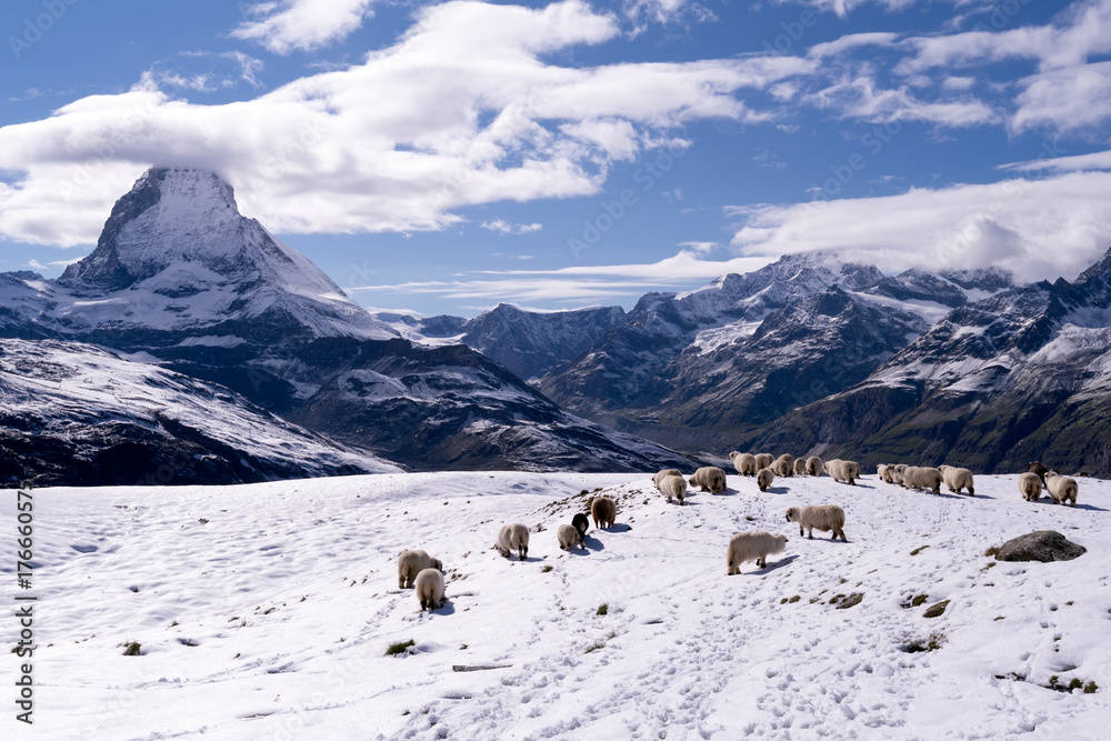 White Swiss mountain sheep, Zermatt, Switzerland
