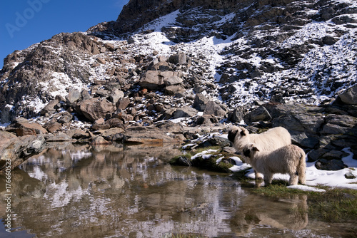 White Swiss mountain sheep, Zermatt, Switzerland