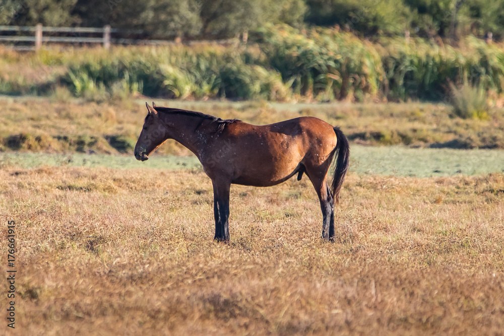 Purebred andalusian spanish horse on dry pasture in Purebred andalusian spanish horse on dry pasture in