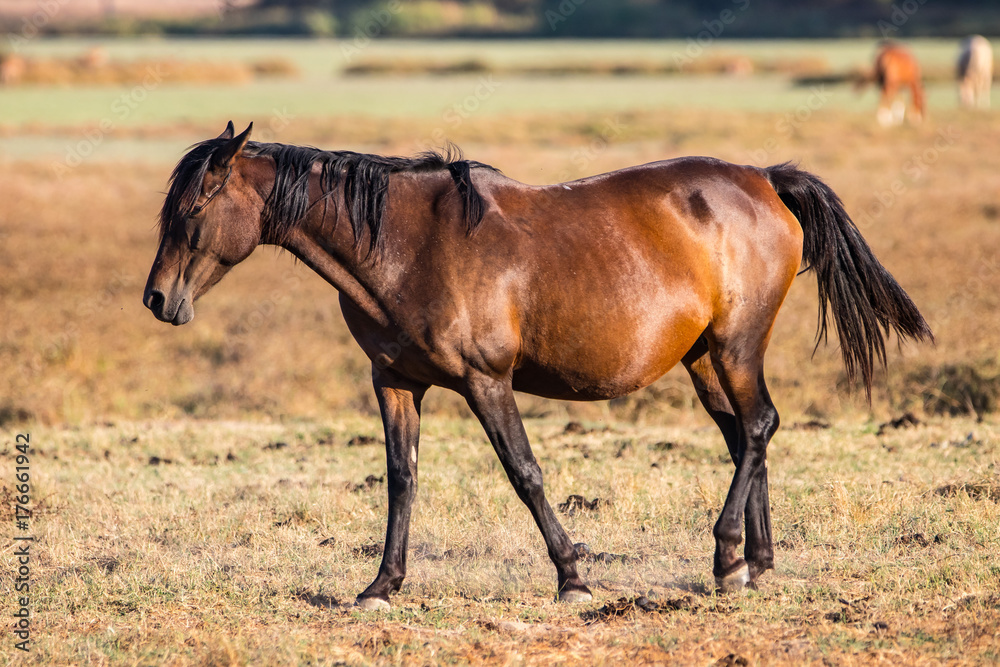 Purebred andalusian spanish horse on dry pasture in Purebred andalusian spanish horse on dry pasture in