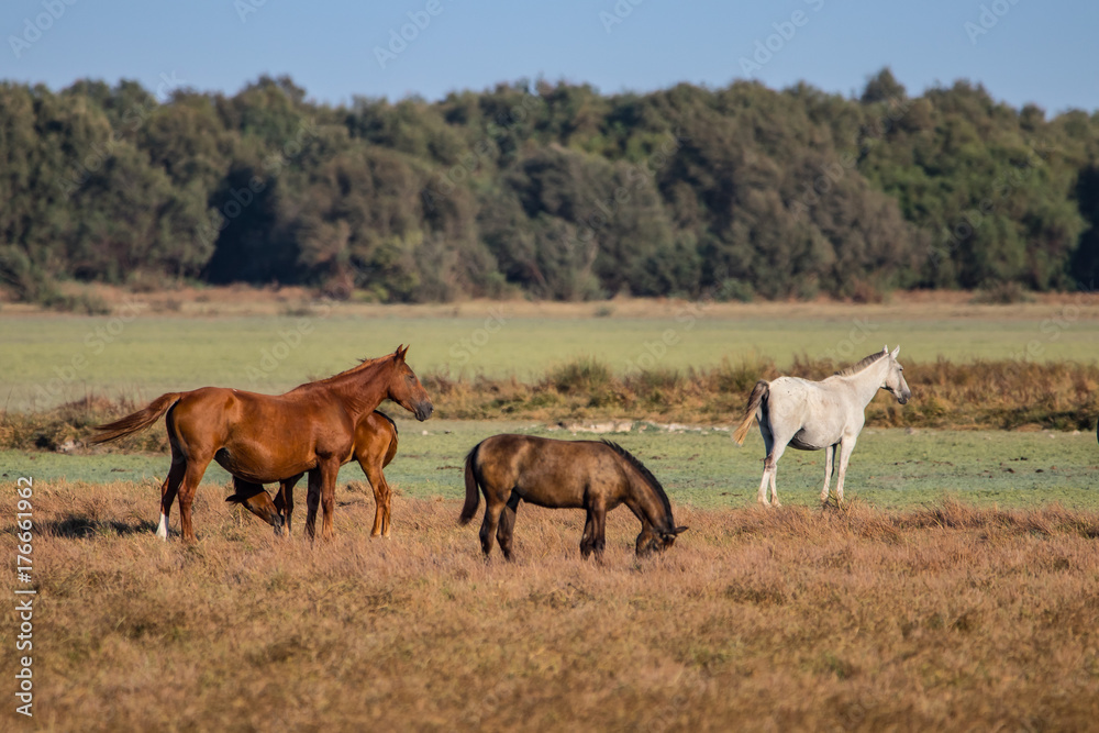 Purebred andalusian spanish horse on dry pasture in Purebred andalusian spanish horse on dry pasture in