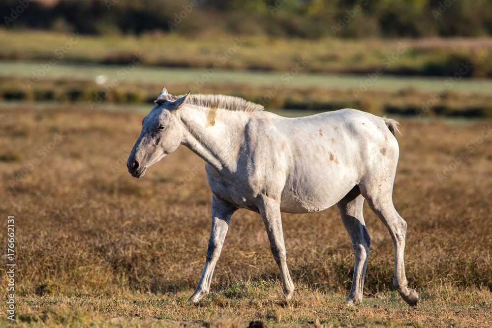 Purebred andalusian spanish horse on dry pasture in Purebred andalusian spanish horse on dry pasture in