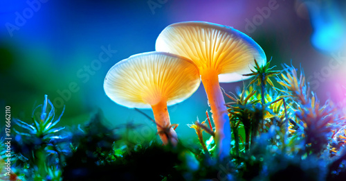 Mushroom. Fantasy glowing mushrooms in mystery dark forest closeup