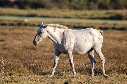 Purebred andalusian spanish horse on dry pasture in "Doñana National Park" Donana nature reserve in El Rocio village at sunset © Alfredo
