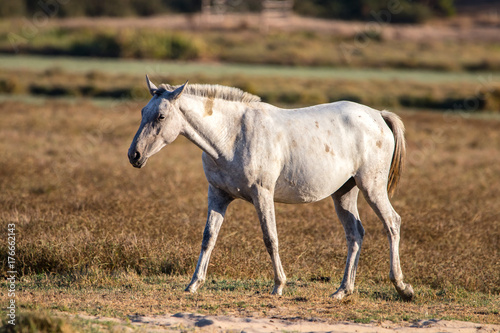Purebred andalusian spanish horse on dry pasture in  Do  ana National Park  Donana nature reserve in El Rocio village at sunset