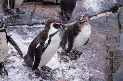 Humboldt Penguins