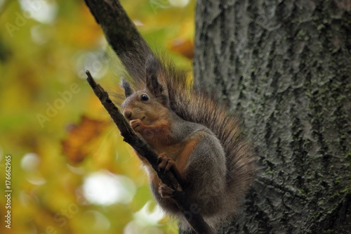 brave squirrel in a hurry behind a forage © Вячеслав Буланов