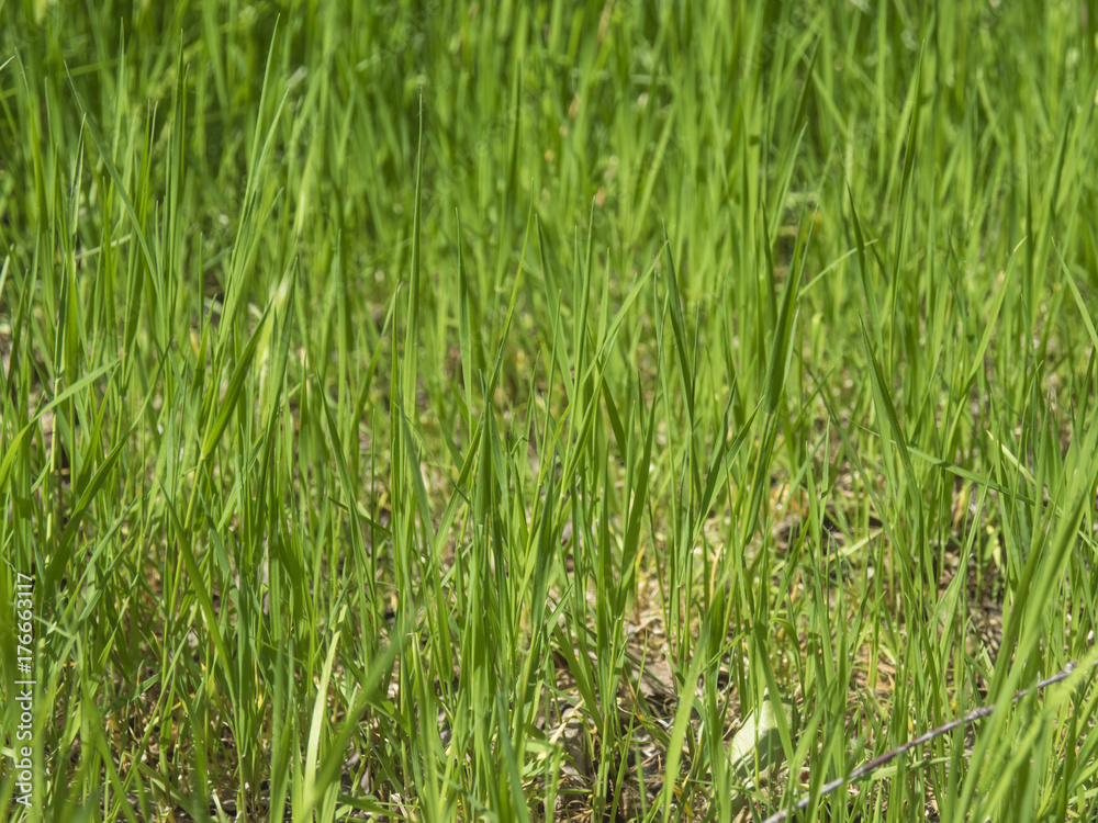 young grass background young grass background