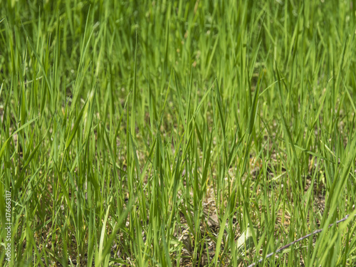 young grass background