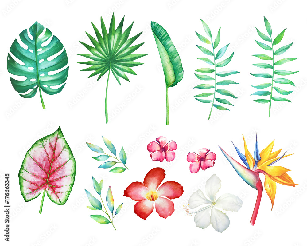 Set of watercolor hand drawn tropical flowers and plants isolated on white background.