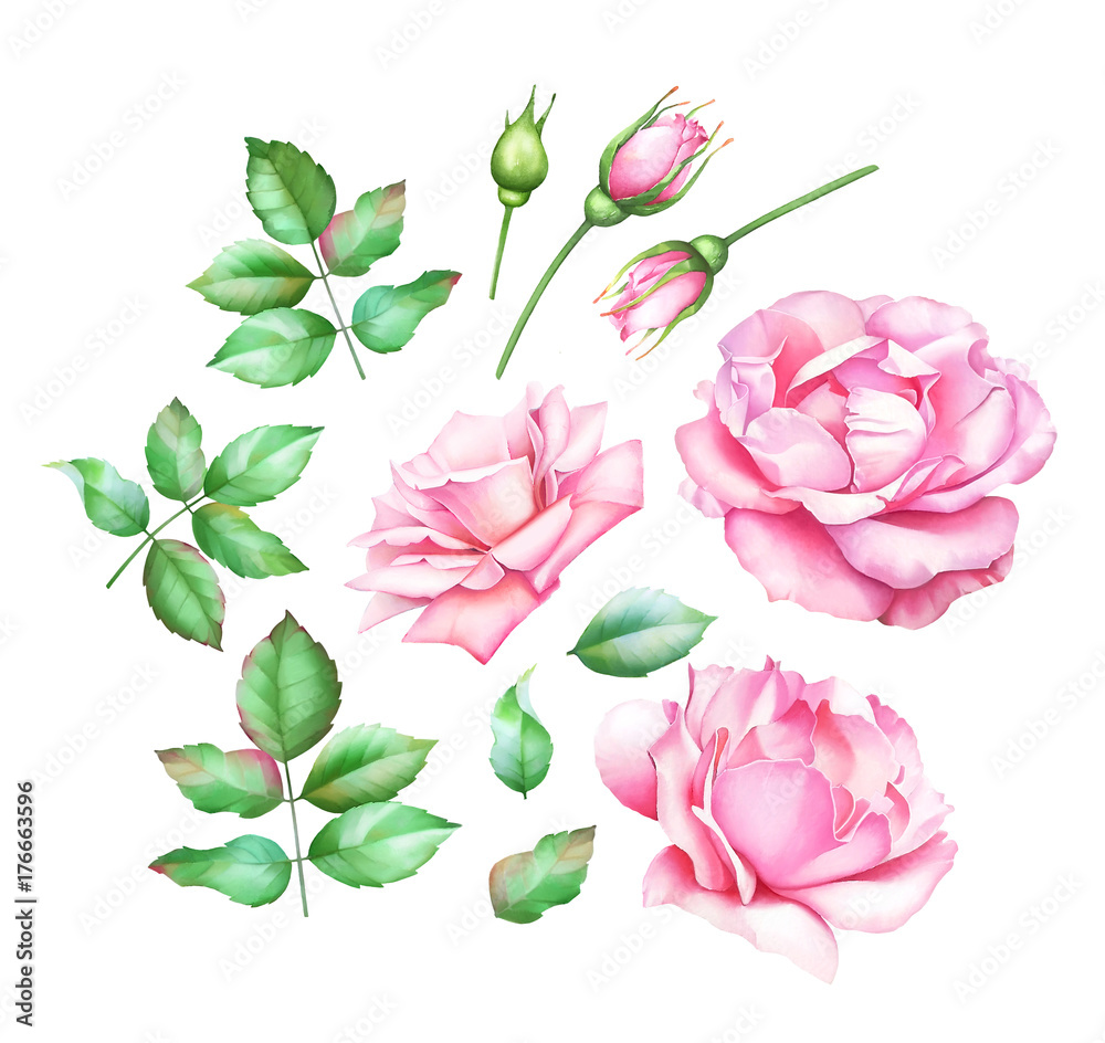 Collection of hand painted watercolor pink roses, buds and green leaves isolated on white background. Collection of hand painted watercolor pink roses, buds and green leaves isolated on white background.