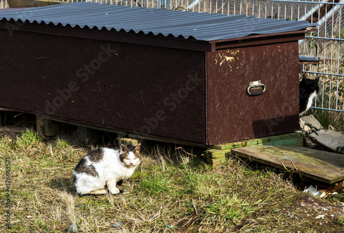 wilde und freilebende Werftkatzen, Hilfe durch den Tierschutz photo