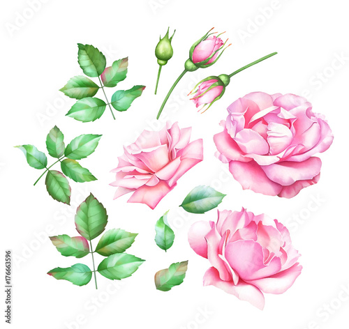 Collection of hand painted watercolor pink roses, buds and green leaves isolated on white background.