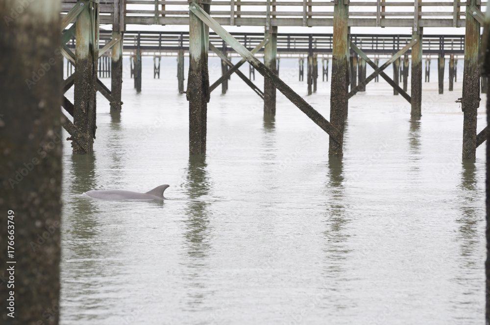 Dolphin Swimming Between Low Country Docks
