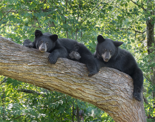 Obraz na plátne Black Bear cubs in tree
