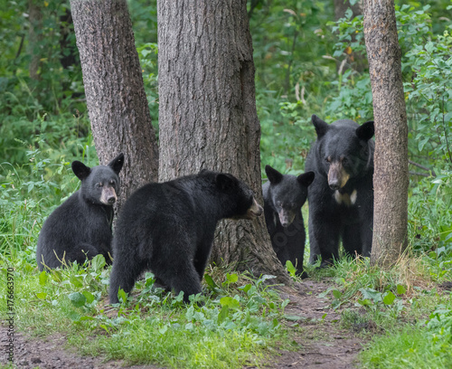 Black bear mother and three cubs. Family portrait.
