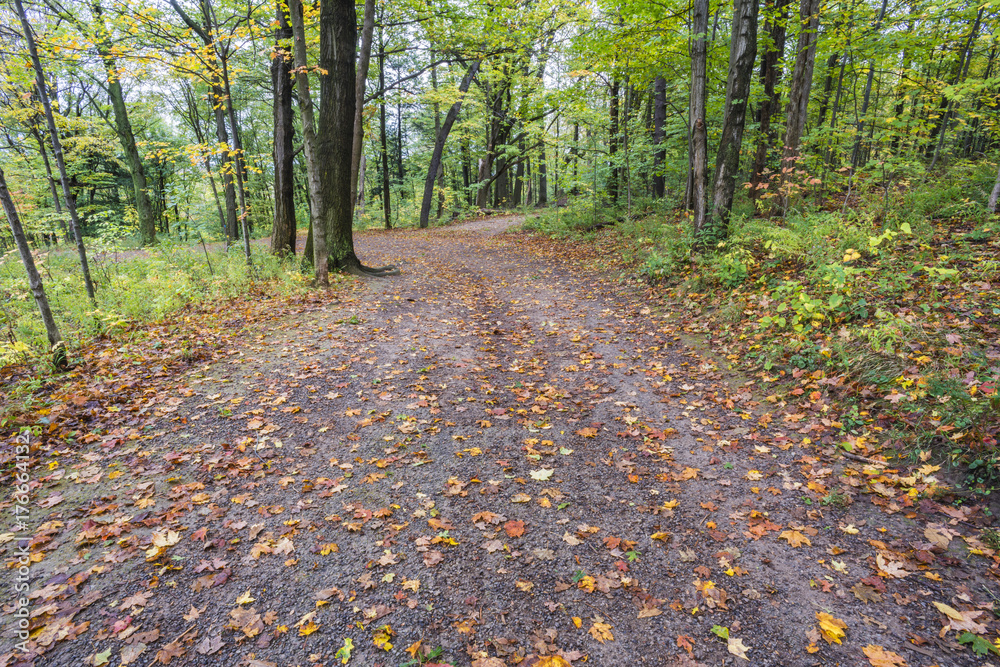 Wide leaf covered path through an autum forest Wide leaf covered path through an autum forest