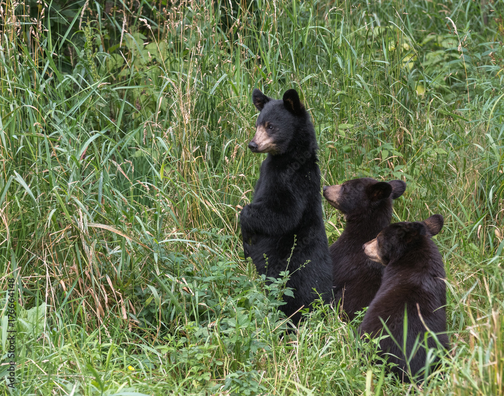 Three little bears looking for their mother Three little bears looking for their mother