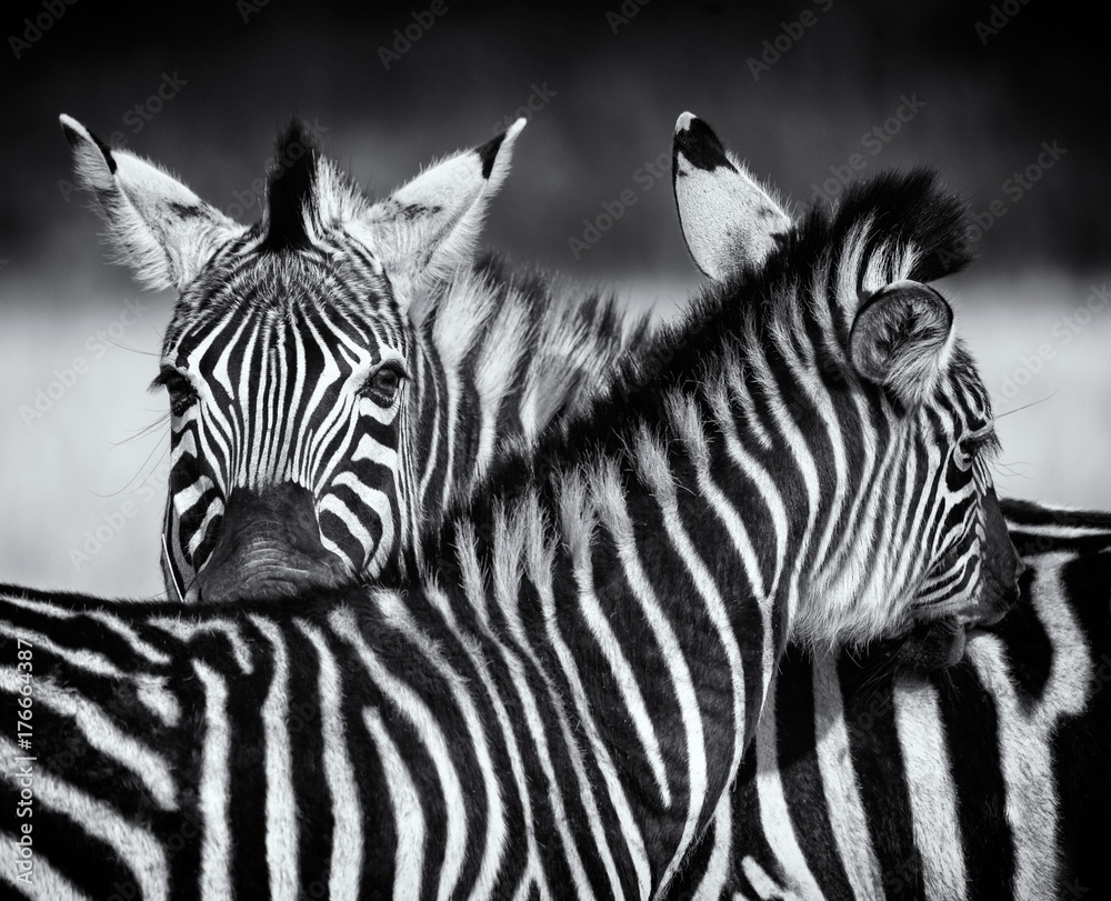 Pair of Zebra grooming each other in monochrome. Swaziland - obrazy, fototapety, plakaty 