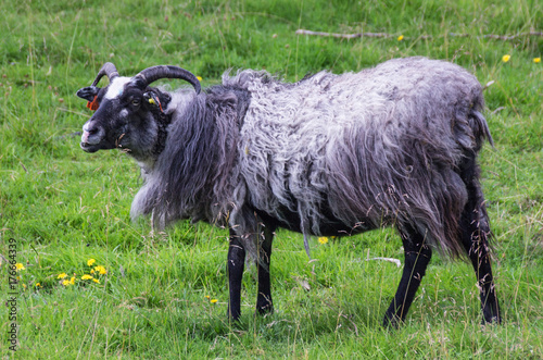 Wild sheep with horns.