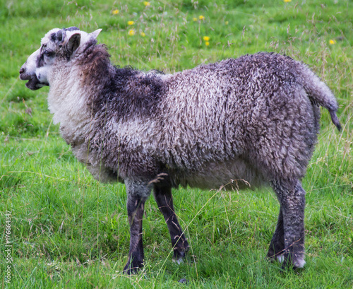 Wild sheep