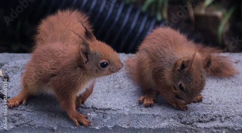 Cute squirrels.