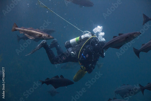 Diver in an aquarium.