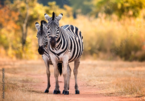 Pair of staring Zebra on a woodland path woodland. Swaziland