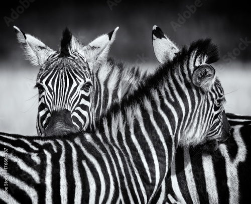 Pair of Zebra grooming each other in monochrome. Swaziland