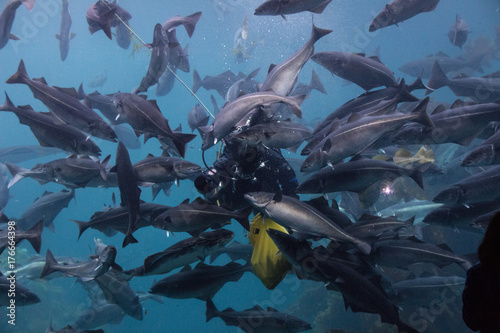 Diver feeding fish.
