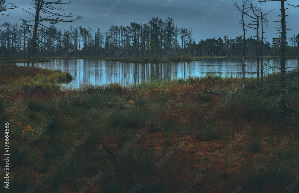 Swamp at gloomy weather in Latvia. Apocalyptic feeling hiking on a wooden trail through the bog with dark clouds. Swamp is surrounded with small lakes, junipers, plants and wildlife.