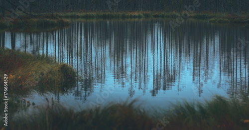 Swamp at gloomy weather in Latvia. Apocalyptic feeling hiking on a wooden trail through the bog with dark clouds. Swamp is surrounded with small lakes, junipers, plants and wildlife.