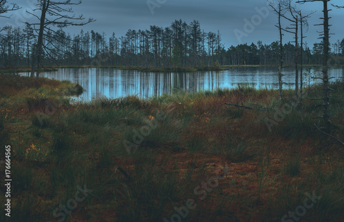 Swamp at gloomy weather in Latvia. Apocalyptic feeling hiking on a wooden trail through the bog with dark clouds. Swamp is surrounded with small lakes, junipers, plants and wildlife.