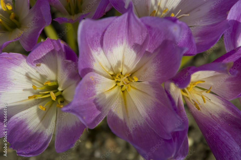 Naklejka premium Giant meadow saffron (Colchicum speciosum)