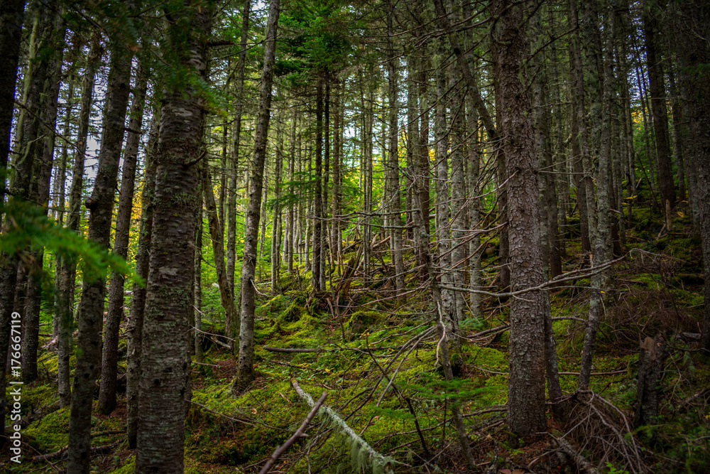 green forest green forest